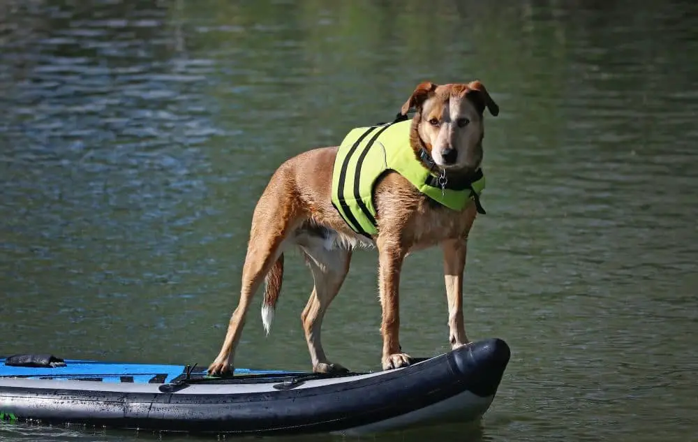 Paddle Board Dog Pads