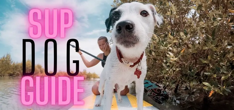 How to paddle board with your dog