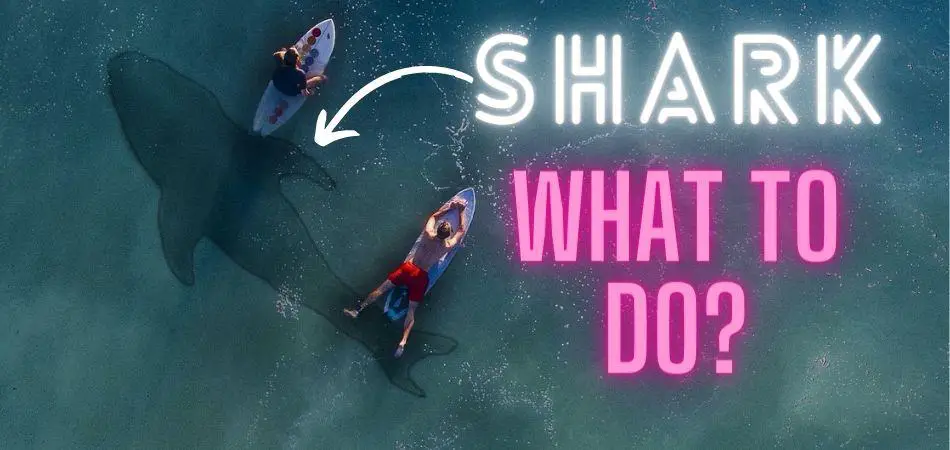 What Do You Do If You See A Shark While Paddle boarding